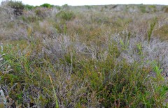 Erica radicans