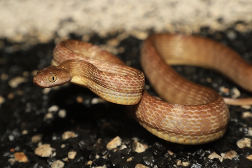 Brown Tree Snake sighting