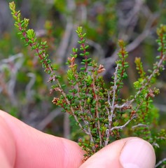 Erica radicans