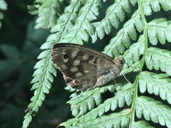Pararge aegeria