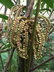 Ptychosperma macarthurii