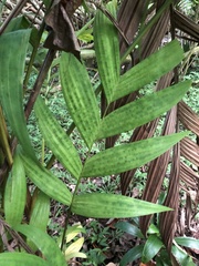 Ptychosperma macarthurii