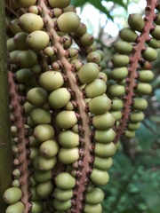 Ptychosperma macarthurii