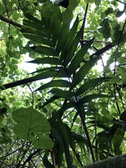 Ptychosperma macarthurii