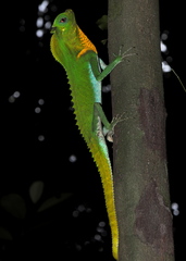 Lyriocephalus scutatus