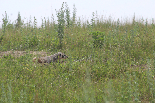 American Badger photographed in South Dakota