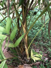 Ptychosperma macarthurii