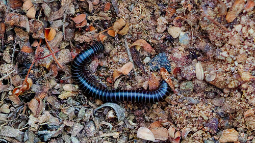 Tylobolus utahensis