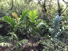 Ptychosperma macarthurii