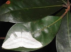 Acropteris ciniferaria