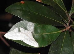 Acropteris ciniferaria