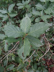 Lonicera alpigena