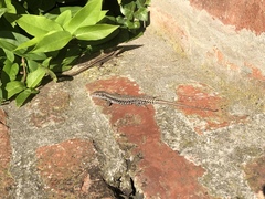 Podarcis muralis muralis