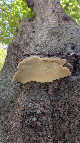 Ganoderma applanatum