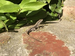 Podarcis muralis muralis