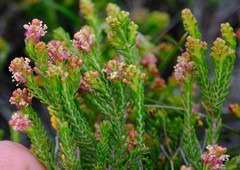 Passerina galpinii
