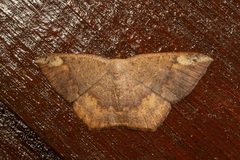 Peratostega punctapex