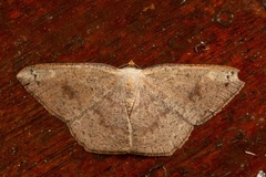 Peratostega punctapex