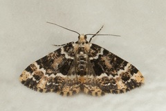 Prochasma dentilinea