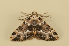 Prochasma dentilinea