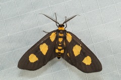 Pseudeuchromia maculifera