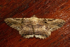 Ruttellerona lithina