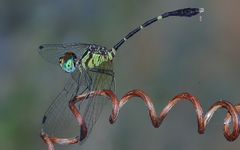 Nannophlebia eludens