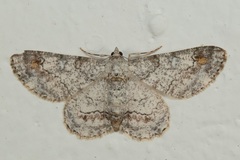 Cleora determinata