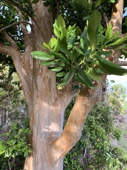 Pimenta racemosa