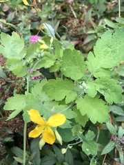 Chelidonium majus