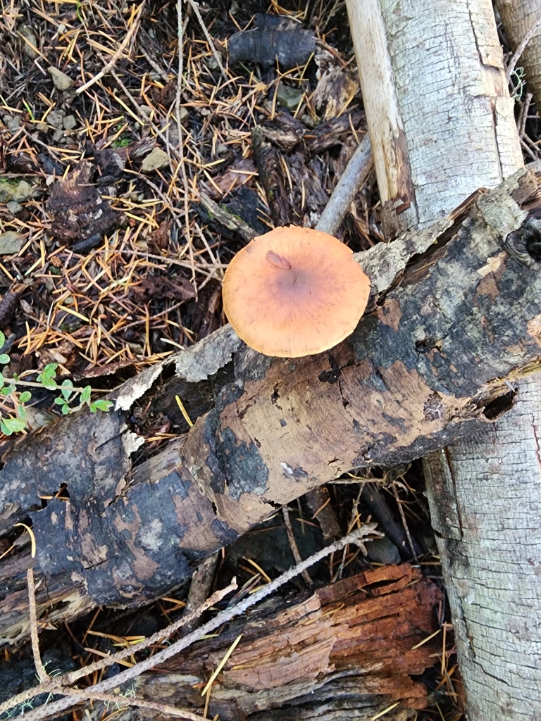 Pholiota multicingulata · April 2025 · photo: © nicnation (iNaturalist, cc-by)