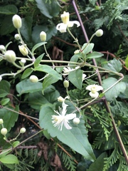 Clematis vitalba
