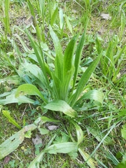 Plantago lanceolata