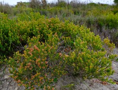 Passerina galpinii