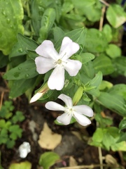 Saponaria officinalis