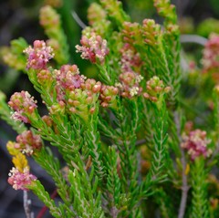 Passerina galpinii