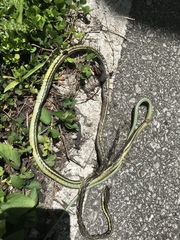 Dendrelaphis grismeri