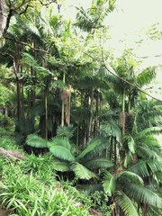 Archontophoenix alexandrae