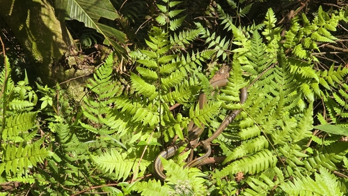Big-Eyed Ratsnake