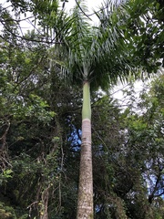 Archontophoenix alexandrae