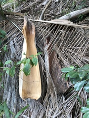 Archontophoenix alexandrae