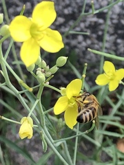Apis mellifera