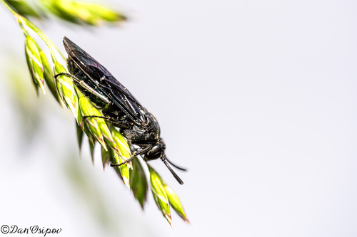 iNaturalist observation photo of Arge
