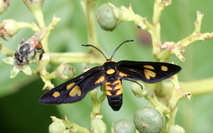 Thyrassia subcordata
