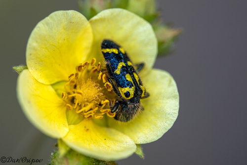 iNaturalist observation photo of Ornate Checkered Beetle
