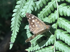 Pararge aegeria
