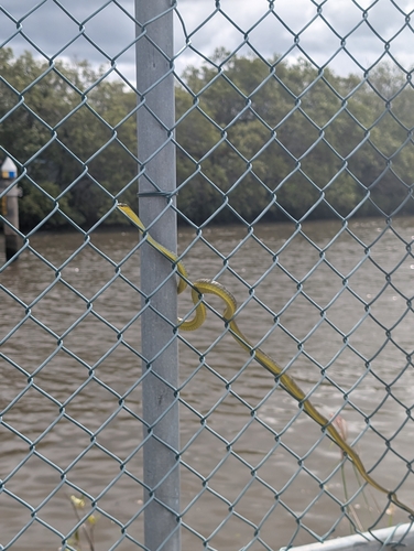 Common Tree Snake sighting