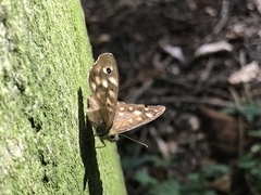 Pararge aegeria