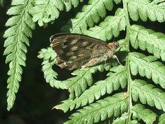 Pararge aegeria