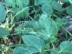 Tettigonia viridissima